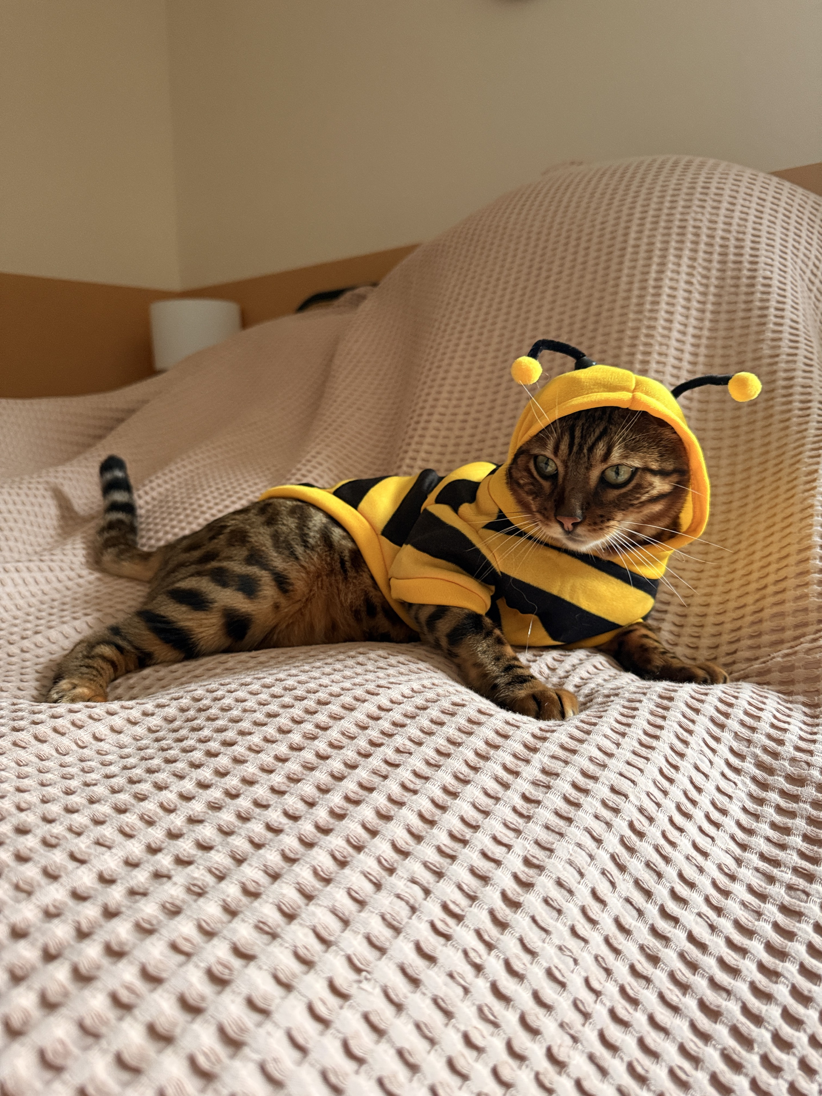 The real Loki relaxing on a bed in a yellow bee costume
